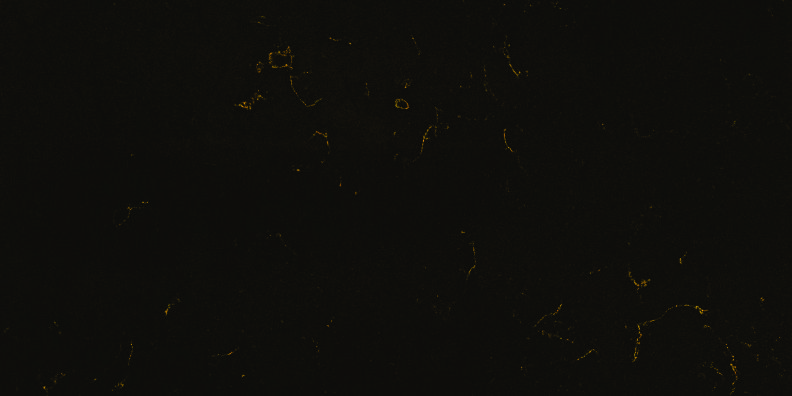 Carrara Golden Shower Paradigm quartz in Jaipur